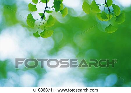 Stock Image -  Several Ginkgo Leaves, Surrounded By a Green Environment, Front View, Differential Focus. Fotosearch