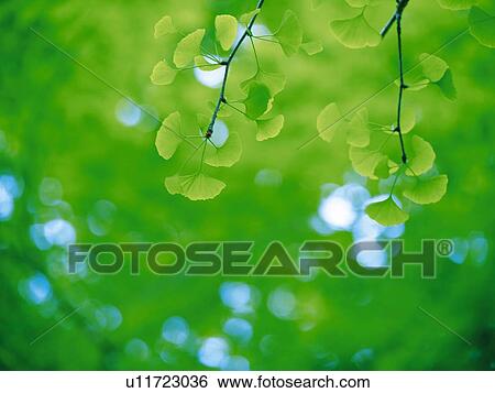 Stock Photograph -  Several Ginkgo Leaves, Surrounded By a Green Environment, Low Angle View, Differential Focus. Fotosearch