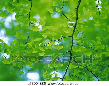 Stock Photography -  Several Ginkgo Leaves, With a Little Light Coming Through, Low Angle View, Differential Focus. Fotosearch