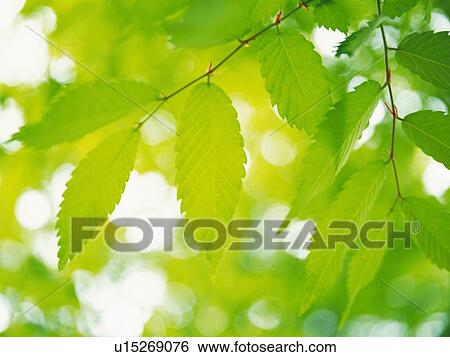 Stock Photograph -  Several Green and Yellow-colored Leaves, Front View, Differential Focus. Fotosearch