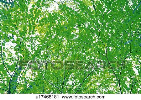 Stock Image -  Several Green Katsura Leaves, Low Angle View. Fotosearch