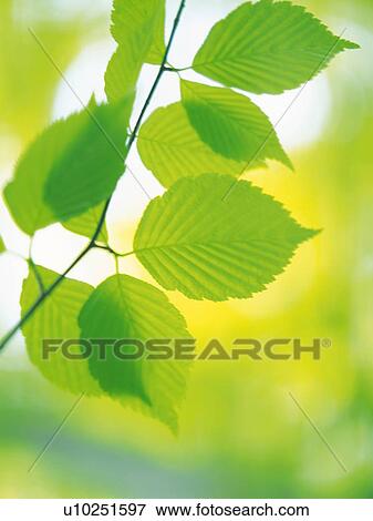 Stock Photo -  Several Green Leaves, Front View, Differential Focus. Fotosearch