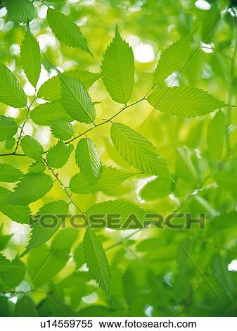 Stock Photography -  Several Green leaves, Low Angle View, Differential Focus. Fotosearch
