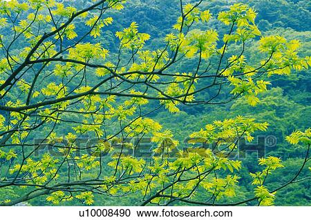 Stock Image - Several Green Leaves of a Walnut Tree Infront of Other Dark Green Leaves, Front View. Fotosearch