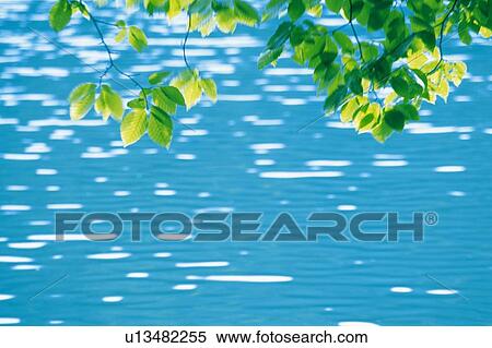 Several Green Leaves Over a Lake in Motion, Front View View Large Photo Image Stock Photography - Several Green Leaves Over a Lake in Motion, Front View. Fotosearch