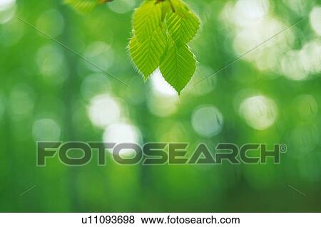 Stock Photo -  Several Green Leaves, Surrounded By a Green Environment and Some Light, Front View, Differential Focus. Fotosearch