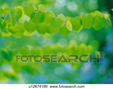 Stock Photo -  Several Green Leaves, Surrounded By a Green Environment, Front View, Differential Focus. Fotosearch