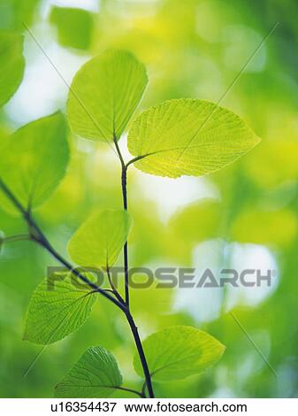 Stock Photo -  Several Green Leaves, Surrounded By a Green Environment, Front View, Differential Focus. Fotosearch