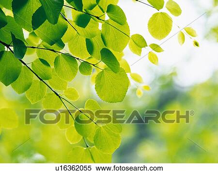 Stock Photography -  Several Green Leaves, Surrounded By a Green Environment and Some Light, Front View, Differential Focus. Fotosearch