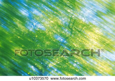 Stock Image -  Several Green Leaves Under a Blue Sky, Low Angle View, Blurred Motion. Fotosearch