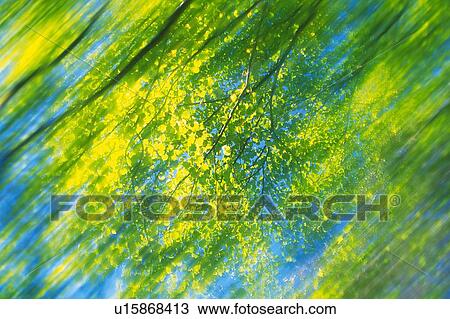 Several Green Leaves Under a Blue Sky, Low Angle View, Blurred Motion, Differential Focus View Large Photo Image Stock Image - Several Green Leaves Under a Blue Sky, Low Angle View, Blurred Motion, Differential Focus. Fotosearch