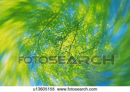 Stock Photography -  Several Green Leaves Under a Blue Sky, Blurred Motion, Low Angle View, Differential Focus. Fotosearch