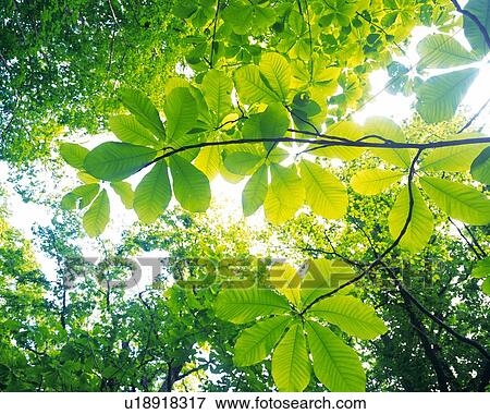 Stock Photo -  Several Green Leaves Under the Sky, Low Angle View. Fotosearch