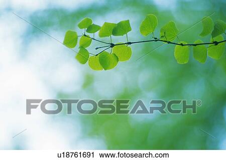 Stock Image -  Several Katsura Leaves, Surrounded By Other Leaves, Low Angle View, Differential Focus. Fotosearch