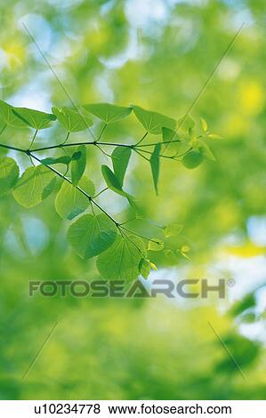 Stock Photo -  Several Katsura Leaves, Surrounded By Other Leaves, Front View, Differential Focus. Fotosearch