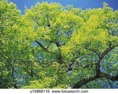 Stock Photograph -  Several Light Green Leaves and Branches Under a Blue Sky, Low Angle View. Fotosearch