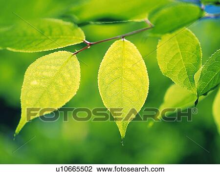 Stock Image -  Several Light Green Leaves, Surrounded By a Green Environment, Front View, Differential Focus. Fotosearch