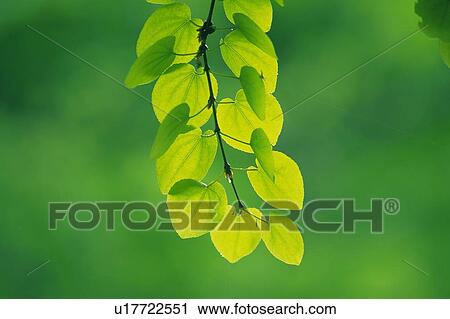 Stock Image -  Several Light Green Leaves, Surrounded By a Green Environment, Front View, Differential Focus. Fotosearch