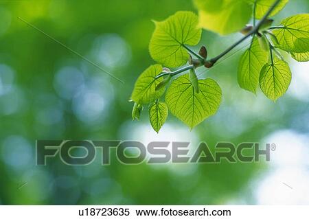 Stock Photography -  Several Little Green Leaves, Front View, Differential Focus. Fotosearch