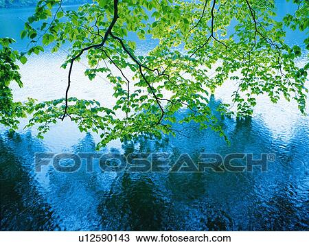 Several Little Green Leaves Over a Pond, the Water Reflecting the Leaves, High Angle View View Large Photo Image Stock Image -  Several Little Green Leaves Over a Pond, the Water Reflecting the Leaves, High Angle View. Fotosearch