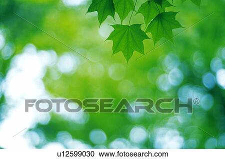 Stock Image -  Several Little Maple Leaves, Surrounded By a Green Environment, Low Angle View, Differential Focus. Fotosearch