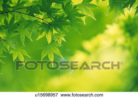 Stock Photo -  Several Little Maple Leaves, Surrounded By Other Plants, Front View, Differential Focus. Fotosearch