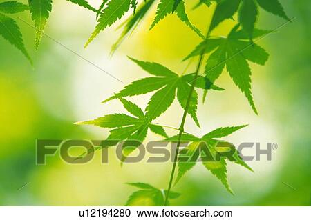 Stock Image -  Several Maple Leaves, Front View, Differential Focus. Fotosearch