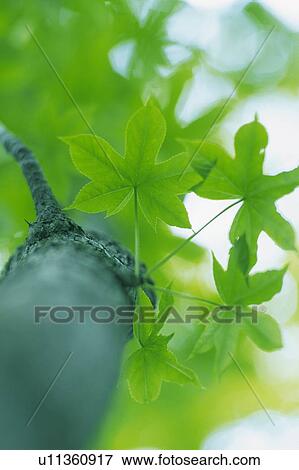 Stock Photo -  Several Maple Leaves on a Tree Trunk, Low Angle View, Differential Focus. Fotosearch