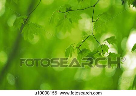 Stock Photography -  Several Maple Leaves, Surrounded By a Green Environment, Front View, Differential Focus. Fotosearch