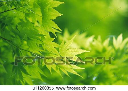 Stock Photography -  Several Maple Leaves, Surrounded By a Green Environment, Side View, Differential Focus. Fotosearch