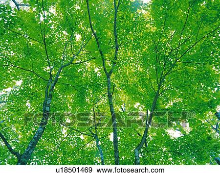 Several Maple Leaves Under the Sky, Spreading Over the Surface, Low Angle View View Large Photo Image Stock Photo - Several Maple Leaves Under the Sky, Spreading Over the Surface, Low Angle View. Fotosearch
