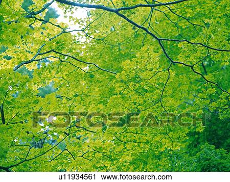 Several Maple Trees Spreading Across the Surface, Low Angle View View Large Photo Image Stock Image - Several Maple Trees Spreading Across the Surface, Low Angle View. Fotosearch