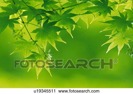 Several Maple Trees, Surrounded By a Green Environment, Front View, Differential Focus View Large Photo Image Stock Image - Several Maple Trees, Surrounded By a Green Environment, Front View, Differential Focus. Fotosearch