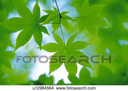 Several Maple Trees, Under the Sky, Low Angle View, Differential Focus View Large Photo Image Picture - Several Maple Trees, Under the Sky, Low Angle View, Differential Focus. Fotosearch