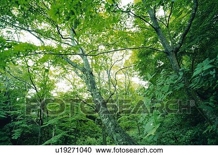 Stock Image -  Several Trees and Green Bushes Under the Sky, Low Angle View. Fotosearch