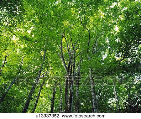 Several Trees and Their Green Leaves, Spreading Across the Surface, Low Angle View View Large Photo Image Stock Image - Several Trees and Their Green Leaves, Spreading Across the Surface, Low Angle View. Fotosearch