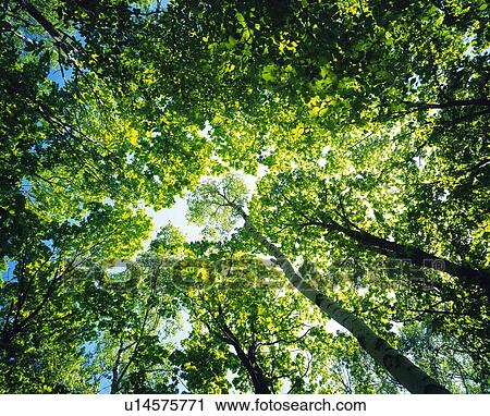 Stock Image -  Several Trees and Their Green Leaves Under a Blue Sky, Low Angle View. Fotosearch