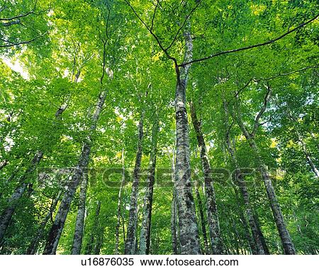 Stock Photography -  Several Trees and Their Green Leaves Spreading Across the Surface, Low Angle View. Fotosearch