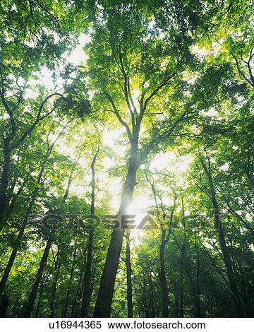 Several Trees in the Woods, the Sun Shining Through, Low Angle View View Large Photo Image Stock Photography - Several Trees in the Woods, the Sun Shining Through, Low Angle View. Fotosearch