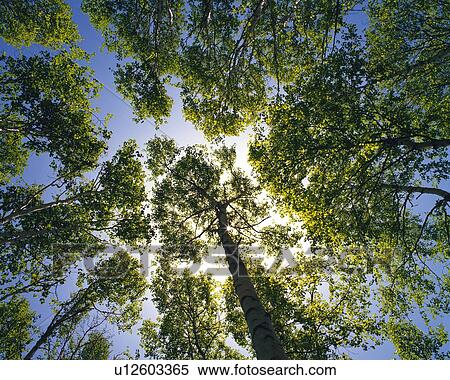 Several White Birches Standing in a Circle Under the Blue Sky, Low Angle View View Large Photo Image Stock Photography - Several White Birches Standing in a Circle Under the Blue Sky, Low Angle View. Fotosearch