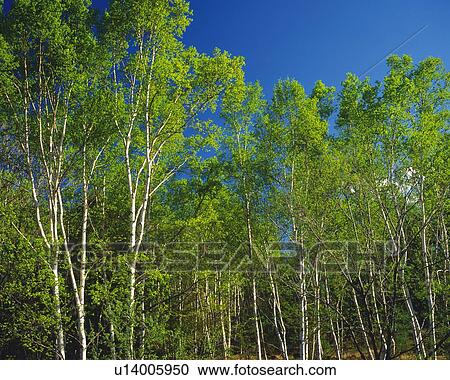 Stock Image -  Several White Birches Standing Next to Each Other Under a Blue Sky, Low Angle View. Fotosearch