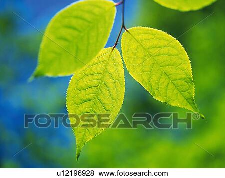 Three Green Leaves, Front View, Differential Focus View Large Photo Image Stock Photo - Three Green Leaves, Front View, Differential Focus. Fotosearch