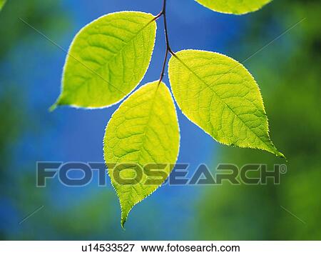Stock Photo -  Three Light Green Leaves, Front View, Differential Focus. Fotosearch
