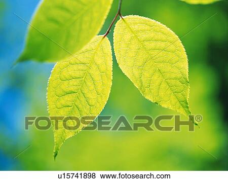 Three Light Green Leaves, Front View, Differential Focus View Large Photo Image Stock Photo - Three Light Green Leaves, Front View, Differential Focus. Fotosearch