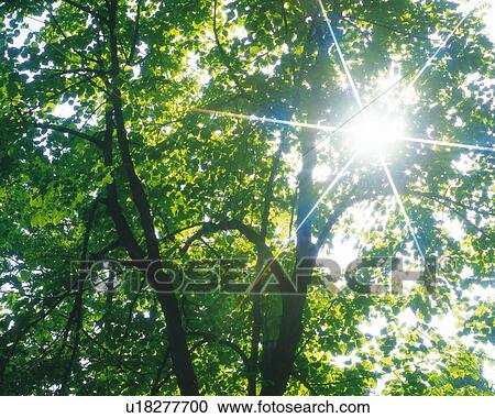 Stock Image - Trees and Their Green Leaves, With The Sunbeams Coming Through, Low Angle View, Lens Flare. Fotosearch