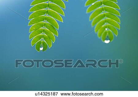 Stock Photo -  Two Green Leaves, About to Drip From Water, Front View, Differential Focus. Fotosearch