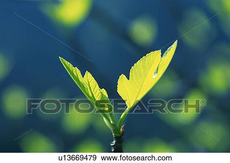 Stock Photo -  Two Leaves, the Sun Shining on Them, Surrounded By a Dark Green Environment, Front View, Differential Focus. Fotosearch