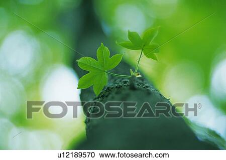 Stock Image -  Two Maple Leaves On a Tree Trunk, Low Angle View, Differential Focus. Fotosearch