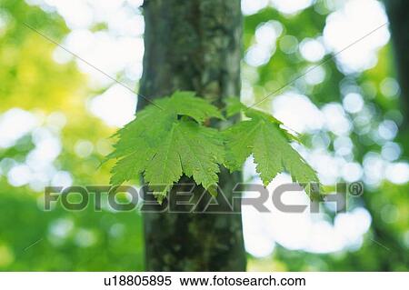 Stock Photography -  Two Maple Leaves On a Tree Trunk, Front View, Differential Focus. Fotosearch