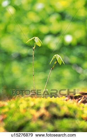 Stock Photo -  Two Sprouts, Coming Out of the Ground, Front View, Differential Focus. Fotosearch